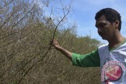Pegiat Lingkungan Minta Pemkot Awasi Kegiatan Pamurbaya