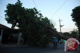 Pohon Tumbang