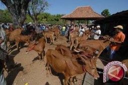 Peternak Probolinggo Kembangkan Pakan Ternak Indigofera