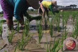 Program Asuransi Pertanian di Tulungagung Belum Optimal