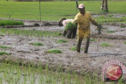 Tanam Padi di Musim Kering