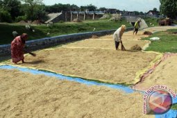 Dinas Pertanian Bojonegoro Optimistis Produksi Padi Tercapai