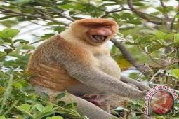 Bekantan Di Kawasan Konservasi Mulai Berkembang Biak