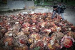 Petani Sawit Asahan Ancam Alihkan Lahan