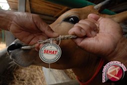 Warga Nipah Panjang sembelih 100 ekor hewan kurban