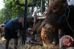 Pedagang Sapi Kurban Musiman