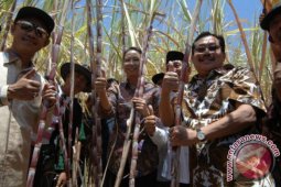 Panen Tebu Madura
