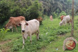 Kebutuhan Hewan Kurban Asahan Dipastikan Aman