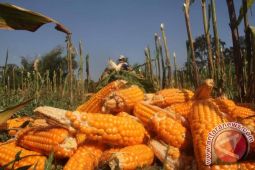 Harga Jagung Naik