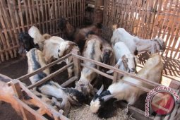 Penjualan Kambing Jelang Lebaran Idul Adha 2015 Masih Sepi
