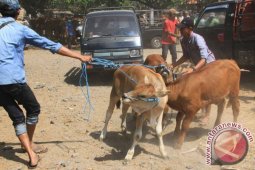 Peternak Keluhkan Fluktuasi Harga Hewan Kurban