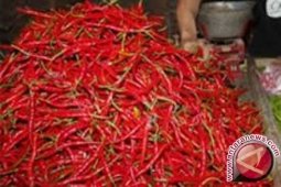 Harga cabai merah turun draktis di Jambi