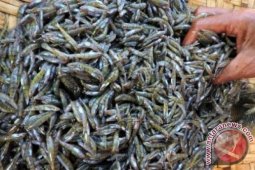 Pedagang Ikan Nike Musiman "menjamur" Di Gorontalo