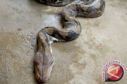 Kemarau Panjang Banyak Ular Besar Berkeliaran