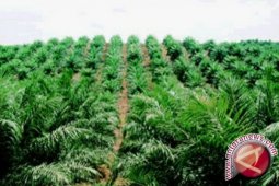 Luas perkebunan sawit Jambi capai 689.966 hektare