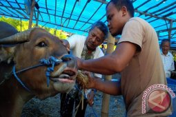 Sakit Mata Dominasi Penyakit Hewan Kurban Bekasi