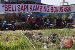 Beli Sapi Bonus Akik