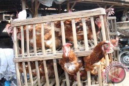 Harga Daging Ayam di Pangkalpinang Naik