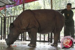 WWF: Badak Indonesia Butuh Habitat Baru