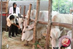 Jambi kekurangan dokter hewan