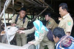 Pemkot Padangsidimpuan Periksa Hewan Kurban