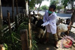 Pemkab Sidoarjo Lakukan Pengawasan Hewan Kurban