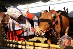 Pimpinan Disnak Sumenep Cek Langsung Kesehatan Hewan