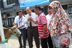 Distankanhut Tidak Temukan Penyakit Hewan Kurban