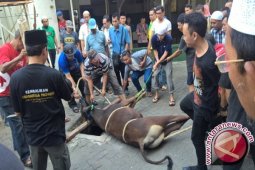 Hewan kurban PP Muhammadiyah disebar hingga pelosok
