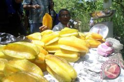 Pendapatan Petani Belimbing Bojonegoro Rp46 Juta