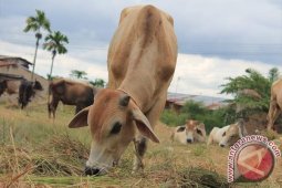 592 Sapi Disembelih di Tebing Tinggi