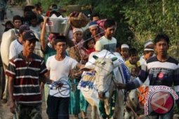 Tradisi Mantenan Sapi Kurban