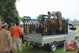 Pemkab Batubara Salurkan 35 Ekor Sapi Kurban