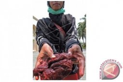 PDHI Temukan Sapi Kurban Terkena Cacing Hati