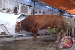 Presiden Kurban Sapi Beratnya 1,3 Ton