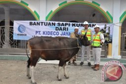 Kideco Bagikan 121 Hewan Kurban kepada Warga