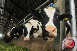 Mahasiswa UB ciptakan alat terapi mastitis sapi