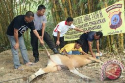 Para Jagal Kurban Banjarmasin Dapat Pelatihan
