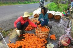 Petani Wortel Tabanan Beromzet Rp2 Juta