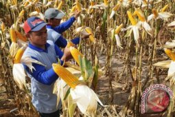 El Nino Pengaruhi Penjualan Benih Jagung