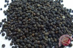 Harga lada hitam Bangka Tengah tembus Rp150.000