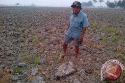 Kalbar Siapkan 260 Ton Beras Antisipasi Kekeringan