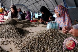 Ketiga terbesar di dunia, produksi kopi Indonesia di bawah Brasil