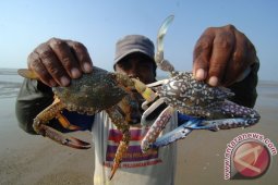 HARGA RAJUNGAN TURUN