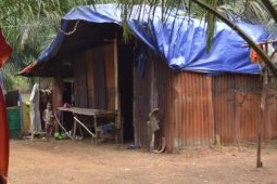 Buruh Panen PT MJP Sekadau Tinggal di Gubuk