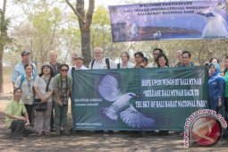 "Darah Segar" Jalak Bali Perbaiki Kualitas  Genetik