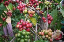 Petani Angkola julu Budidayakan Kopi Ateng