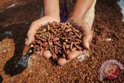 Harga Cengkeh Anjlok