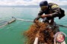 Ada Lomba Mengikat Dagangan Rumput Laut