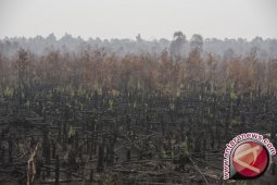 Bencana Asap - 238 kasus pembakaran hutan dan lahan diusut polisi